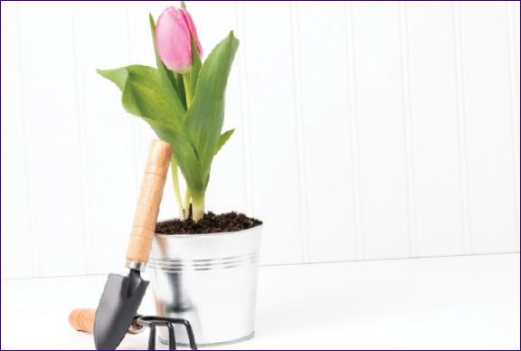 Jak pěstovat tulipány doma