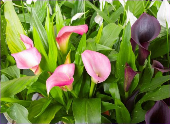 Lilie Calla: Výsadba a péče o rostliny venku a v domácnosti