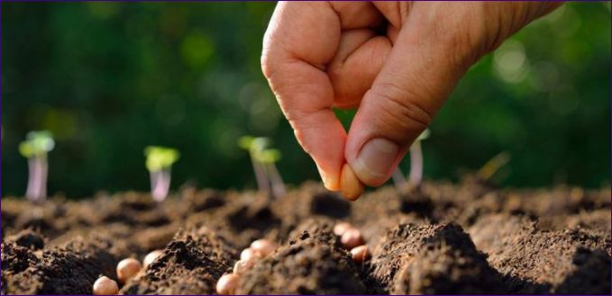 Kdy a jak sázet mrkev do volné půdy