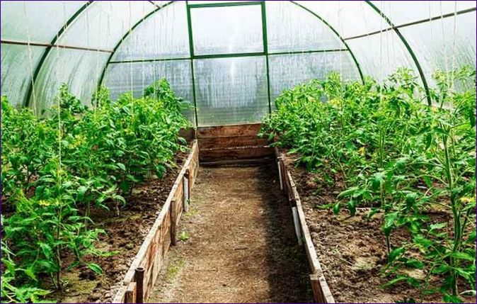 Rostliny rajčat: Kdy a jak je dostat do skleníku a jak je chránit před mrazem
