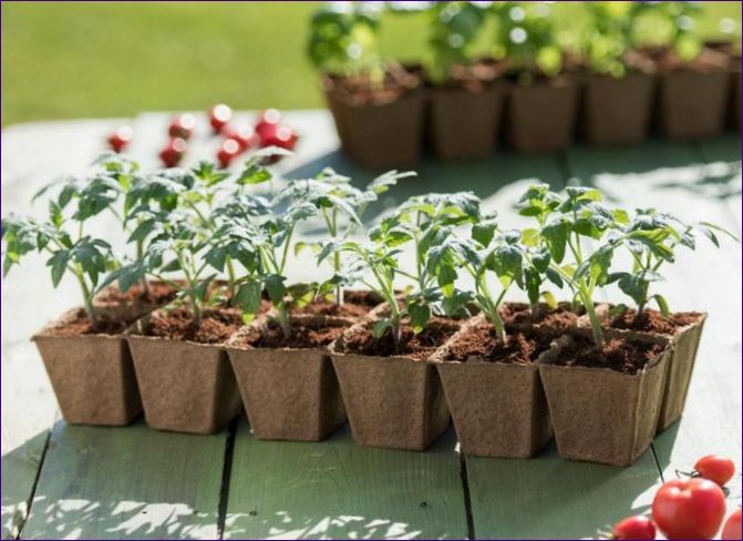 Sazenice rajčat: kdy a jak sázet do skleníku a jak je chránit před mrazem