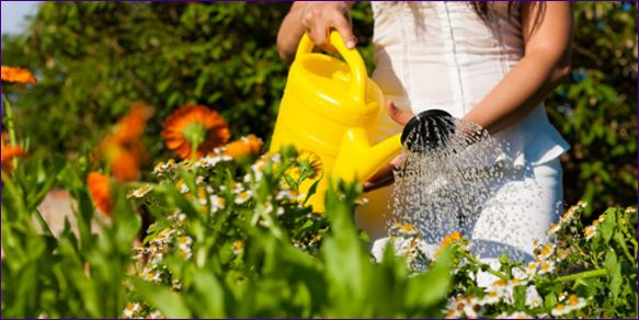 Hnojiva pro květiny: Jak vybrat správné hnojivo?