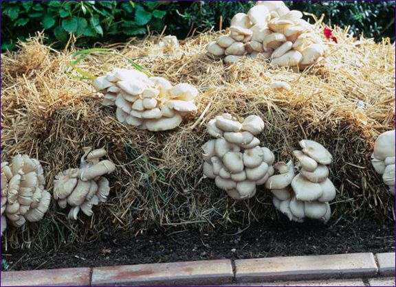 Domácí pěstování hub
