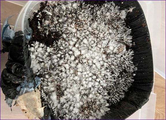Pěstování hub v domácích podmínkách