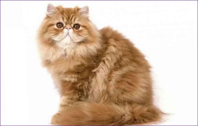 Perská kočka