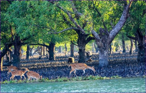 Sundarbanský mangrovový les