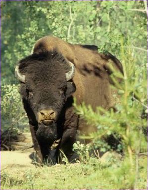 Národní park Wood Buffalo