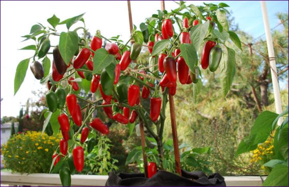 Pálivé papričky jalapeño: jak je pěstovat doma