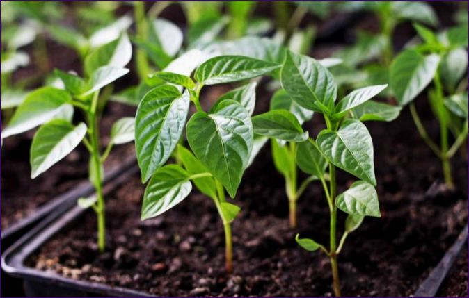Jalapeño pálivá paprika: jak ji pěstovat doma