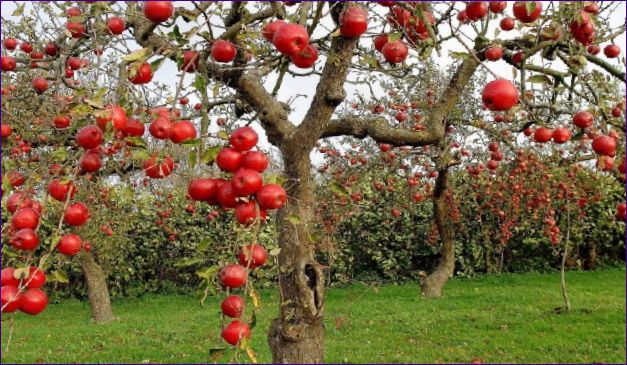 Kdy zasadit jabloň