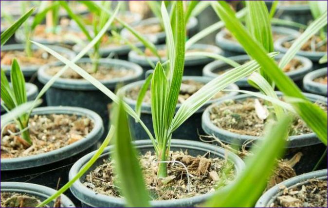 Datlová palma ze semínka doma: jak pěstovat a pečovat o ni