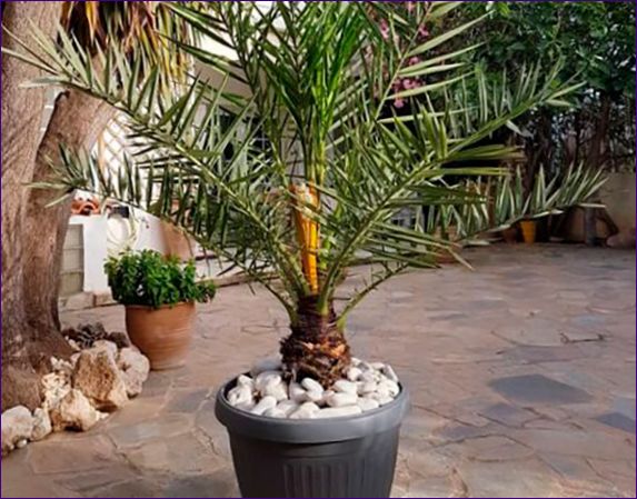 Datlové palmy doma: jak pěstovat a pečovat o ně