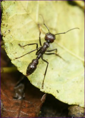 Mravenec kulový (Paraponera clavata)