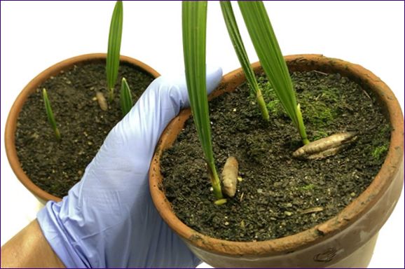 Datlové palmy doma: Jak pěstovat a starat se o ně?