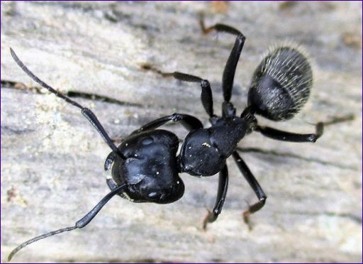 8 největších mravenců na světě