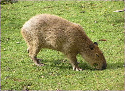 Kapybara (morče) je největší hlodavec