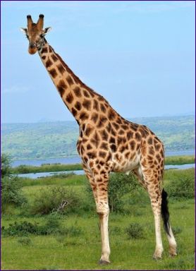 Žirafa je nejvyšší zvíře