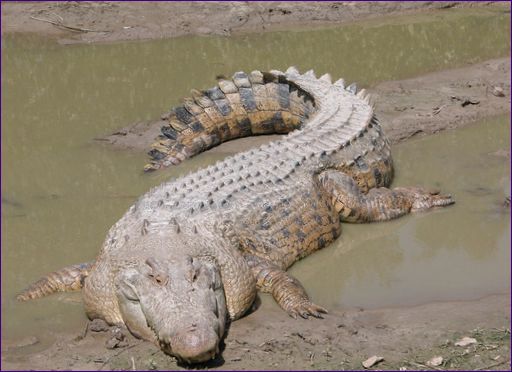Krokodýl chocholatý je největší plaz