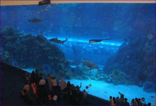 Dubajské akvárium, Dubaj, Spojené arabské emiráty
