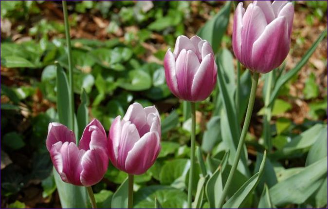Podzimní výsadba tulipánů: načasování, pravidla a jemnosti