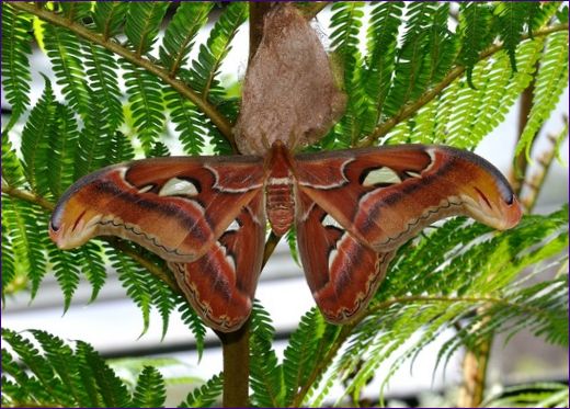 Atlas motýlů s pavími očima