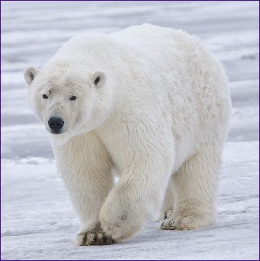 Medvěd lední/kadiak - největší suchozemská šelma