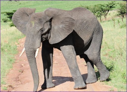 Slon africký je největší suchozemské zvíře
