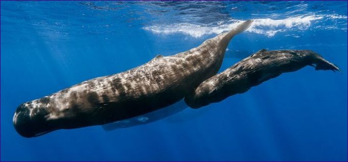 Plejtvák obrovský je největší ozubená velryba