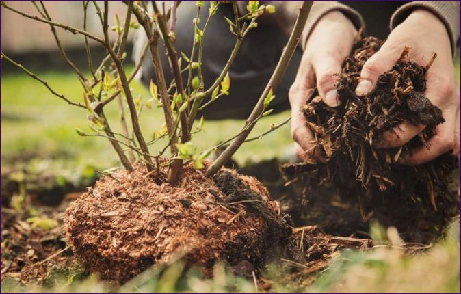 Výsadba borůvek na pozemku: péče o plodinu, rozdíly od borůvek