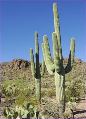 Carnegiea gigantea (saguaro)