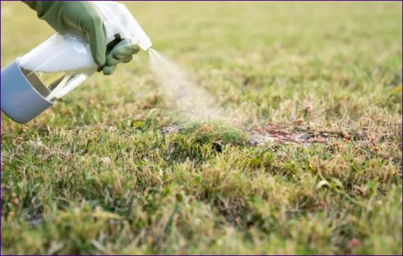 Způsoby boje proti mechu na trávníku