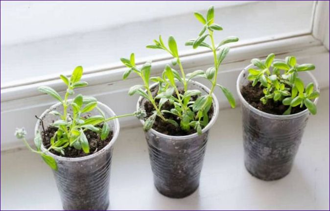 Jak pěstovat levanduli v domě: péče o rostlinu, boj proti chorobám a škůdcům