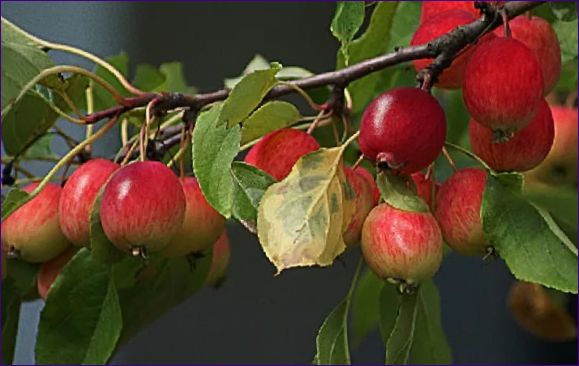 Popis a odrůdy jablka Ranetka