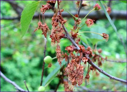 Choroby a škůdci plstnaté třešně: seznam, popis a metody ochrany