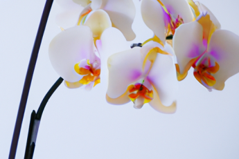 Žluté orchideje: popis, typy a péče