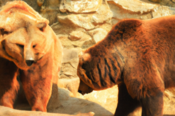 9 největších medvědů na světě